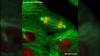 Actual Footage of Cell Division Kidney Cells [upl. by Ocire]