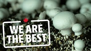 Take a tour of the largest organic mushroom farm in Canada  We Are The Best [upl. by Prouty]