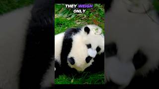 Surprising Baby Panda Facts shorts animals [upl. by Ttayw]