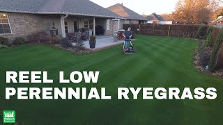 Reel Low Perennial Ryegrass  December 2017 full length [upl. by Yesrej339]