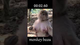 Monkey beau Aisa bandar dekkor mujhe assa lag ta hai animals [upl. by Scully]