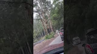 Pine Forest 🌳 song ooty pineforest music explore [upl. by Joab]