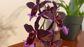 Vuylstekeara ‘Melissa Brianne’ ‘Dark’ Orchids  Oncidium Alliance  Dark Purple Flower [upl. by Adnik]