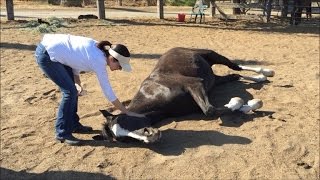 Scary Incident at Southwell Racecourse [upl. by Hillel]