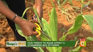 Parasitoids for Fall Armyworm Control Kenyas Gold Citizen TV [upl. by Chung]