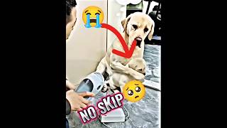 S M O O T H 🥵😚 Dog trending short video trending shortfeed dog clips status feeling [upl. by Hyacinthie]