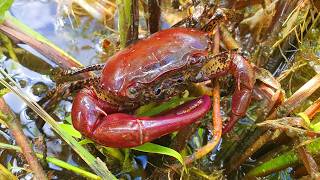 Most beautiful place crabs living in flooding fields  Catching CRAB by hand in the fresh water [upl. by Annaerb364]