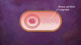 Bacterial Spore Formation Animation Video [upl. by Ahsein]