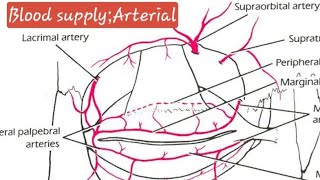 Anatomy of ConjunctivaOphthalmologyNeetpgFmgeDnbpdcetINICET [upl. by Marci]