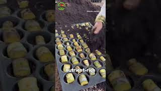 🌱 How Sugarcane Seedlings Are Made  Quick Farming Tips for Sugarcane Growers shorts [upl. by O'Connor]