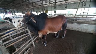 J C AGRO 2025 EID COW [upl. by Uzzia472]