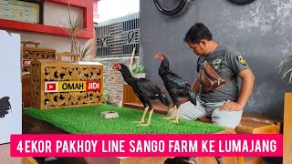 4 EKOR PAKHOY LINE SANGO FARM KE LUMAJANG blackrose blackbull whiteking omahjidi pahoy [upl. by Mordecai298]