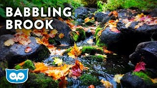 Babbling Brook Nature Sounds for Sleep  Babbling Brook Forest Ambience [upl. by Milda23]