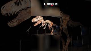 August 12 1990  Fossil Find Nearly Complete TRex Skeleton was Unearthed  Firstpost Rewind [upl. by Merrick943]