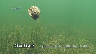 Swimming Bay Scallops Homosassa Florida [upl. by Enar377]