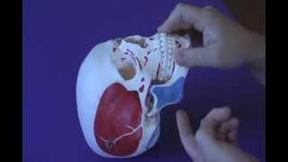 TMJ Muscle Palpation [upl. by Atwahs]