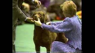 1989 Westminster Kennel Club Dog Show Night Two [upl. by Dranyar63]