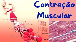 CONTRAÇÃO MUSCULAR [upl. by Medrek281]