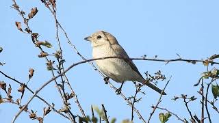 Bempton shrike 51024 [upl. by Eniamrej]