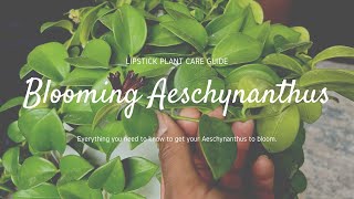 How to care for a Lipstick Plant  How to get a Aeschynanthus to bloom [upl. by Asilahs]