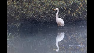 Great Egret [upl. by Bast938]