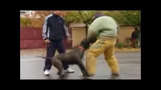 presa canario attack training [upl. by Ebbarta]