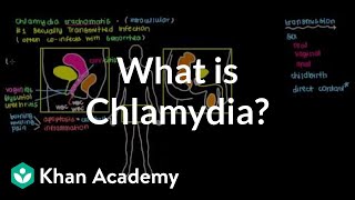 What is chlamydia  Infectious diseases  NCLEXRN  Khan Academy [upl. by Oniotna948]