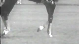 Josef Neckermann Training at home 19591960 [upl. by Hainahpez]