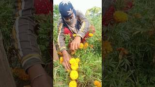 Marigold Flowers 🌹🌺marigoldflowers harvesting marigold marigoldplant flowervarieties trending [upl. by Janenna]