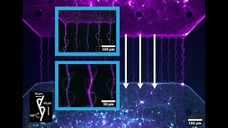 Investigating Neural Networks Through Microfluidics [upl. by Gilford]