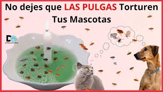 NO DEJES QUE LAS PULGAS TORTUREN A TU MASCOTA  5 MANERAS DE ELIMINAR LAS PULGAS EN PERROS Y GATOS [upl. by Galligan]