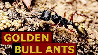 THE GOLDEN BULL ANT IS AMAZING [upl. by Eelyram]