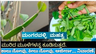 ಮಂಗರವಳ್ಳಿ ಸಸ್ಯ ಅಸ್ಥಿಶೃಂಖಲ Cissus Quadrangularis Bone Setter Pirandai Nalleru plant [upl. by Neeli]