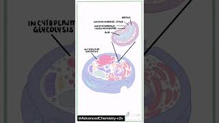 plant cell and Animal cellAnimal cell vs plant cell shortsfeed shorts [upl. by Tommie]