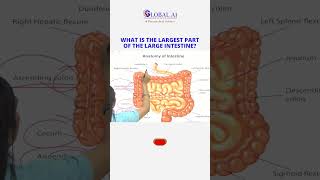 Large Intestine Anatomy Part 2 LargeIntestineLove GutHealthMatters digestivewellness [upl. by Llireva760]