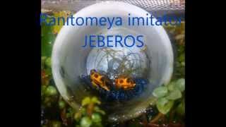 Complete metamorphosis of Ranitomeya imitator Jeberos [upl. by Kingsley678]