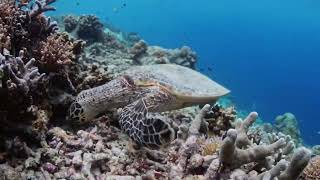 The critically endangered Hawksbill sea turtle Eretmochelys imbricata [upl. by Jun]