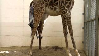 Amazing Giraffe BirthCincinnati Zoo [upl. by Oirasec]