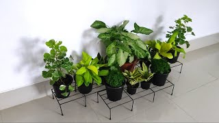 Cutting Philodendron Plant amp Home Becorations Some Indoor Plant [upl. by Laefar]