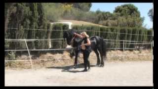 The Beautiful Friesian Horse Part 1 [upl. by Avigdor613]