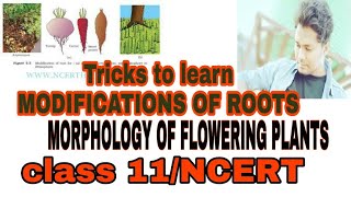 Tricks to learn the examples of Roots and MODIFICATIONS OF ROOTSMORPHOLOGY OF FLOWERING PLANTS [upl. by Oiligriv987]