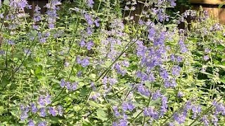 Catmint And How To Care For It [upl. by Pufahl291]