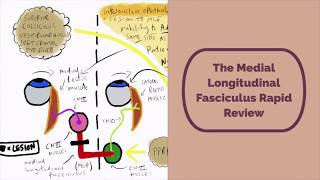 Medial Longitudinal Fasciculus Rapid Review [upl. by Seuqirdor441]