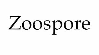 How to Pronounce Zoospore [upl. by Malim]