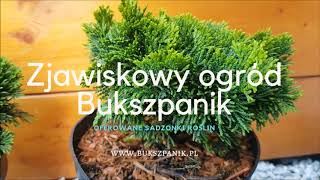 Chamaecyparis obtusa Nana Gracilis Hinoki Cypress  Cyprysik tępołuskowy japoński Opis sadzonki [upl. by Cigam]