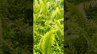 Nephrolephis wildfern decorplant shorts [upl. by Eidnarb]