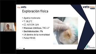 19 Clips4Vets colangitis linfocítica felina [upl. by Dnana]