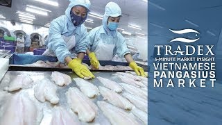 3MMI  What Happened To The Pangasius Market How To Buy Pangasius [upl. by Armilla371]