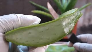 Aloe Vera juice benefits for male  Health benefits of Aloe Vera juice for men [upl. by Ahseekal]