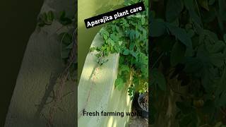 Aparajita plant care and decoration ideas in odisha shortsfeed shorts [upl. by Kissel590]